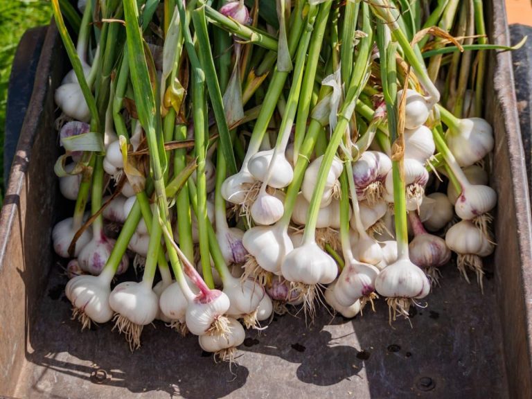 Knoblauch im Vergleich – Diese 4 Varianten solltest du kennen